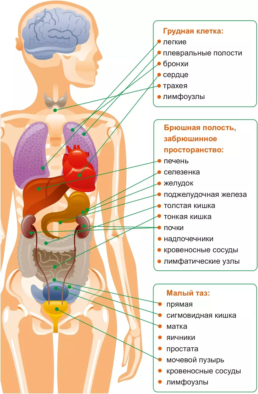 Внутренние органы женщины картинка. Схема органов брюшной полости женщины. Внутренние органы брюшной полости человека. Расположение внутренних органов в полости живота.